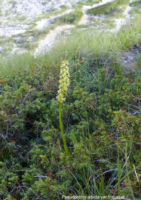 Pseudorchis albida e la variante tricuspis nel Parco nazionale del Gran Sasso e Laga